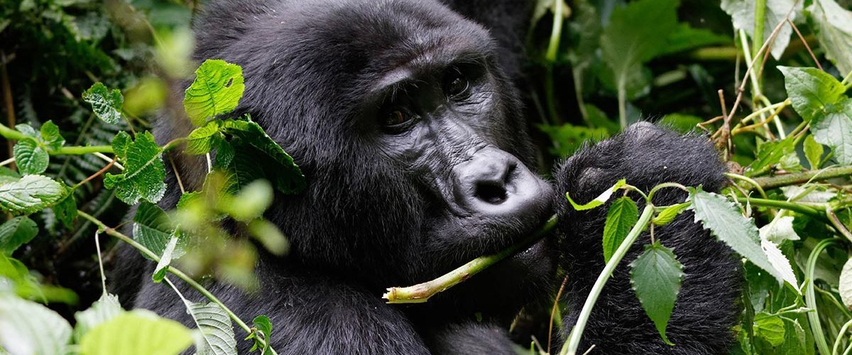 Is Gorilla Trekking In Rwanda Worth It?