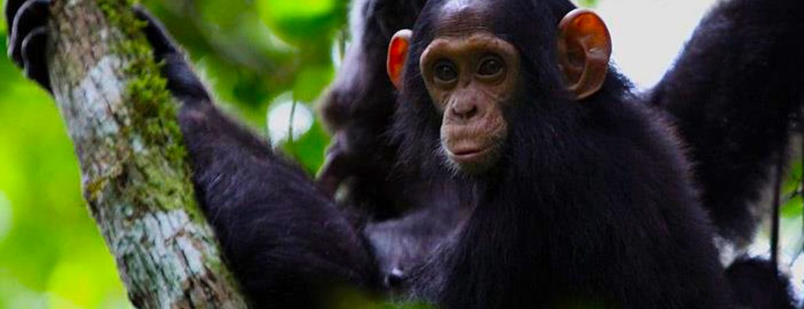 2 Days Rwanda Chimpanzee Trekking Safari