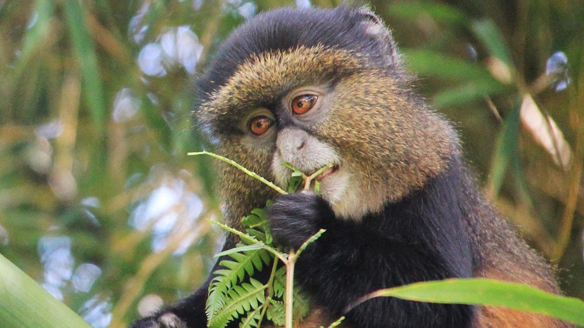 Golden Monkey Trekking Permit in Rwanda 