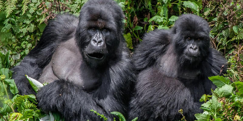 2 Days Rwanda Gorilla Trekking Safari