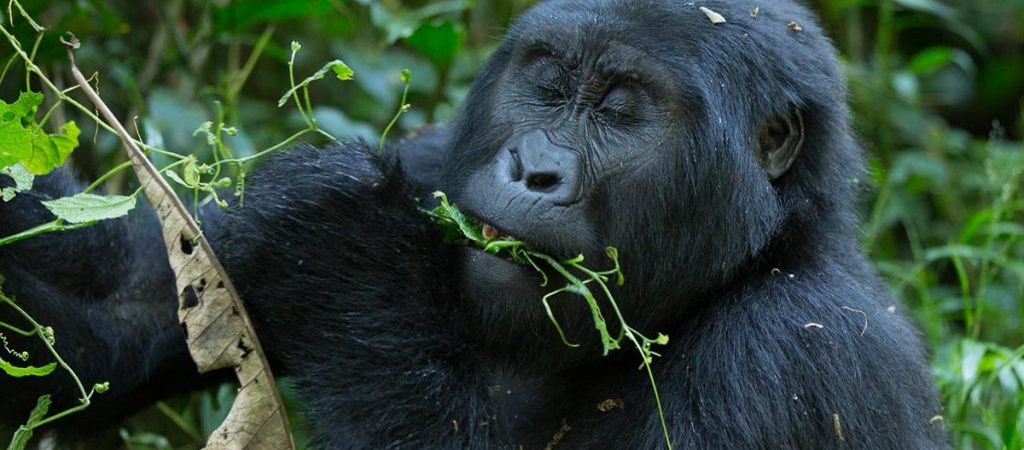 3 Days Bwindi Gorilla Safari from Kigali