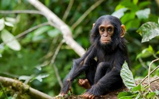 Age Limit for Chimpanzee trekking in Uganda