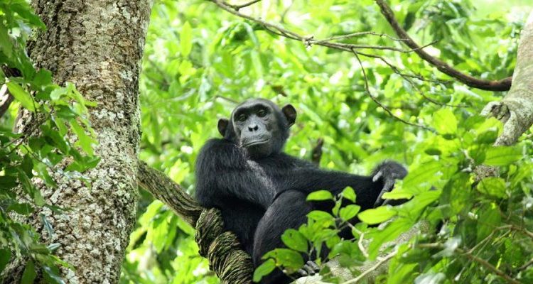 Best Time to See the Chimpanzees in Rwanda 