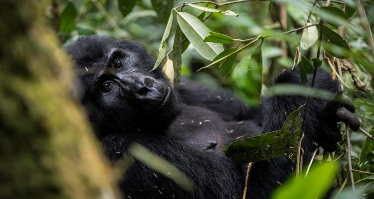 3 Days Uganda Gorilla Trekking safari