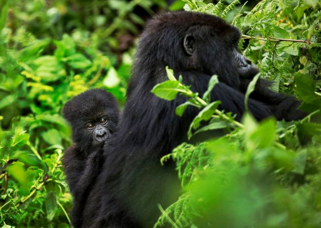 3 Days Uganda gorilla trekking safari