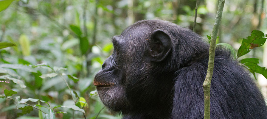 4 Days Rwanda Primate safari