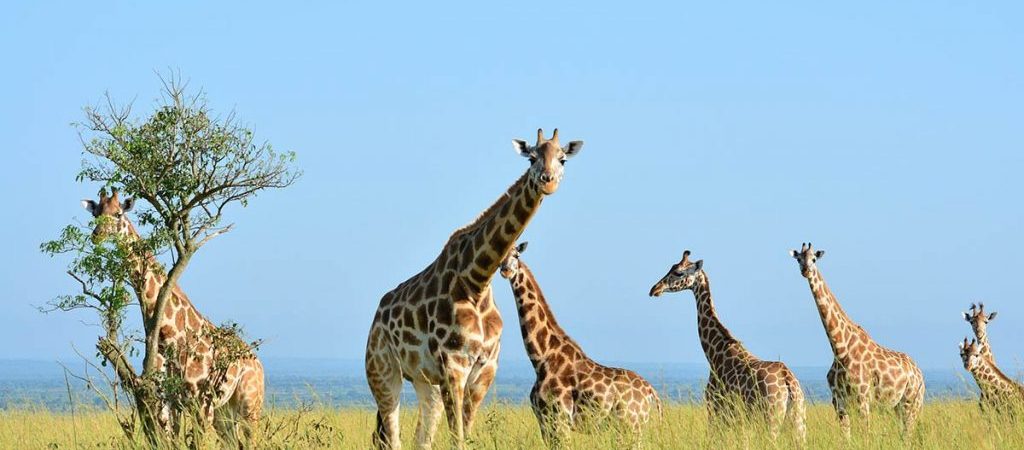 7 Days Best of Rwanda Safari