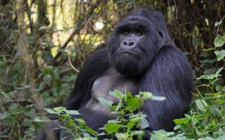 7 Days Rwanda Wildlife Safari