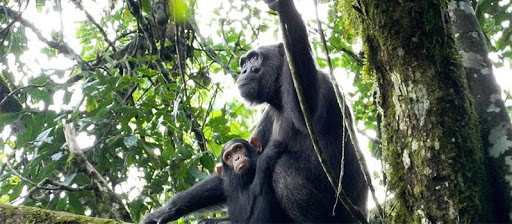 3 Days Chimp Tracking in Kibale