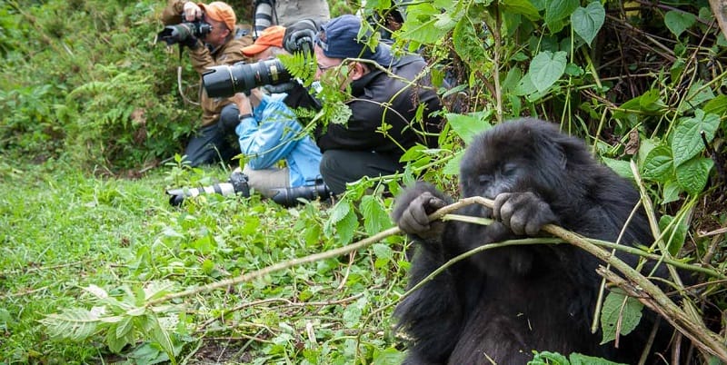 Travel guide for Gorilla trekking in Rwanda