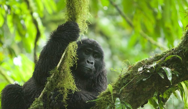 Guide to Gorilla trekking in Uganda