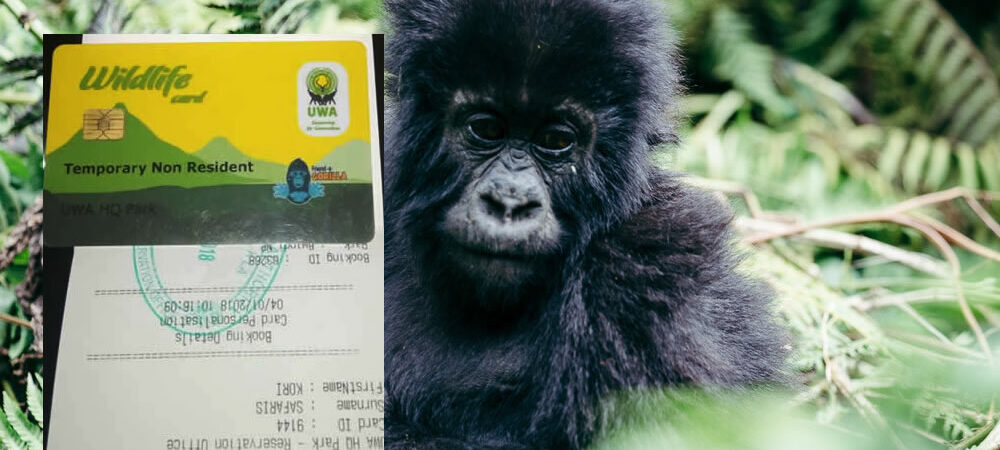 Why is Gorilla Trekking Only One Hour?
