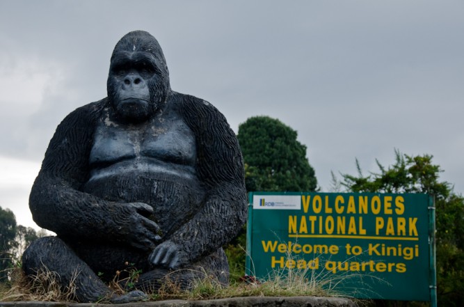Gorilla Trekking in Volcanoes National Parkssa