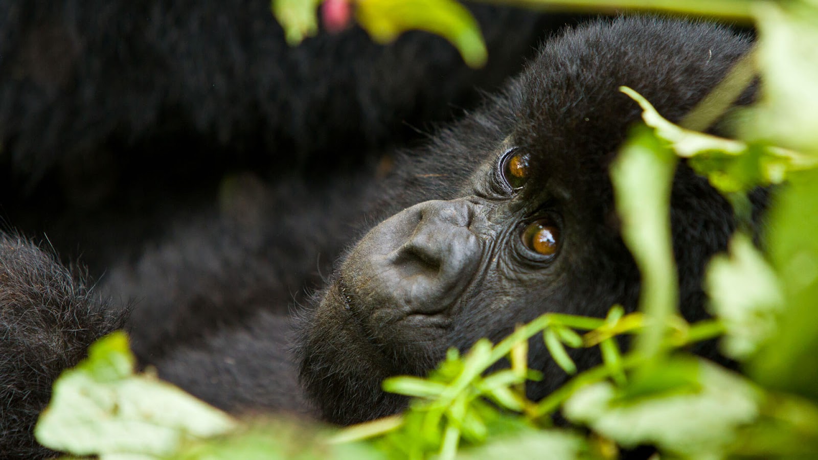 Safety of a Rwanda Safari