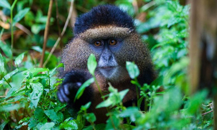 Travel Guide for Golden Monkey Trekking in Rwanda