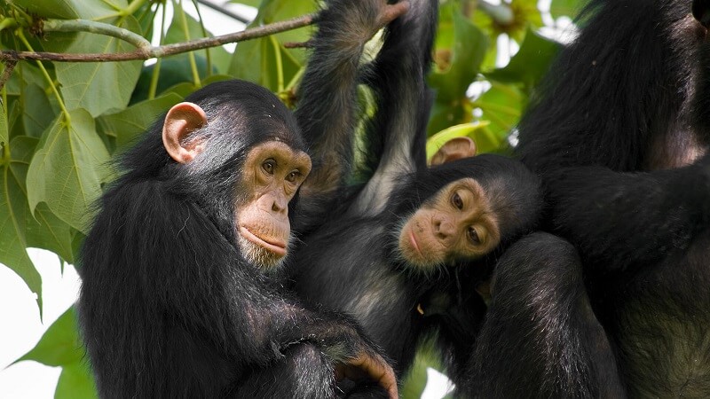 Best Time to See the Chimpanzees in Rwanda 