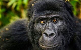 2 Days Jomba Gorilla Trekking Safari