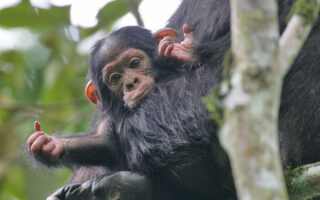 3 Days Rwanda Chimpanzee Trekking Safari