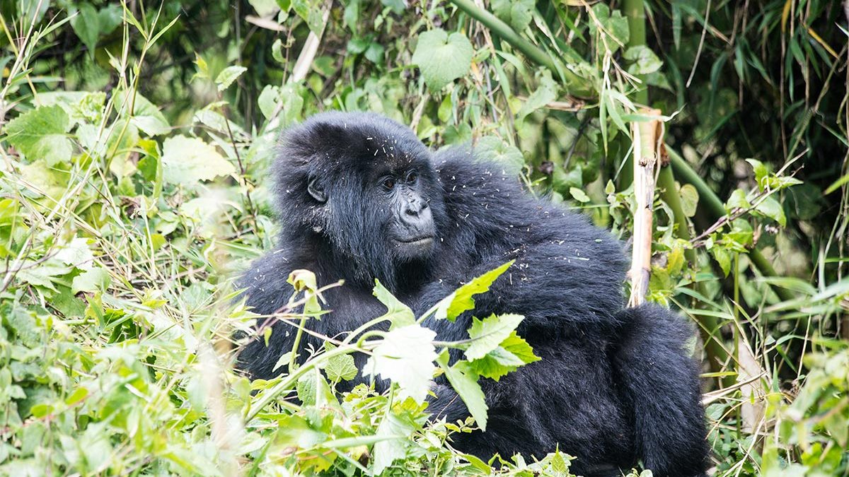Gorilla Habituation Vs Gorilla Trekking In Africa