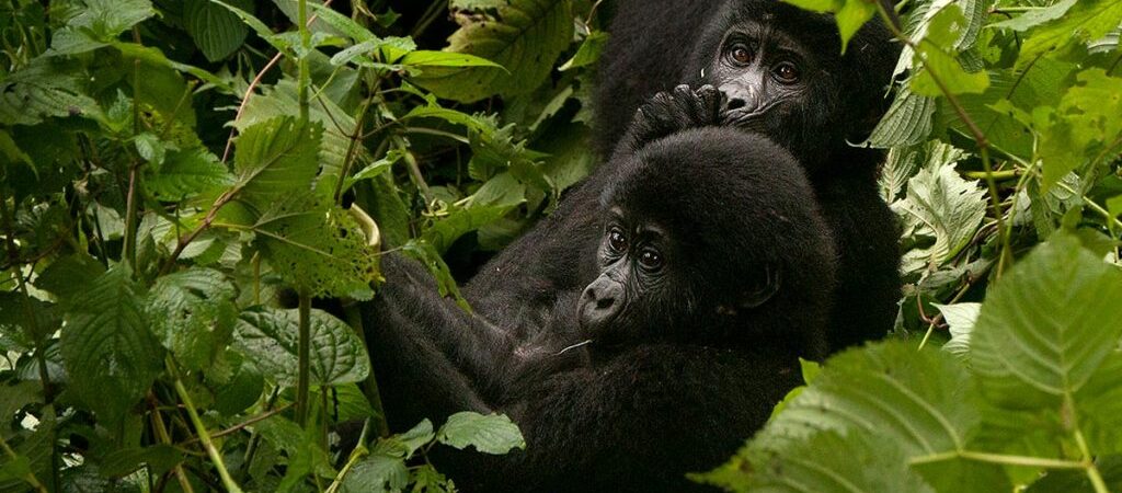 3 Days Uganda Gorilla Trekking from Kigali