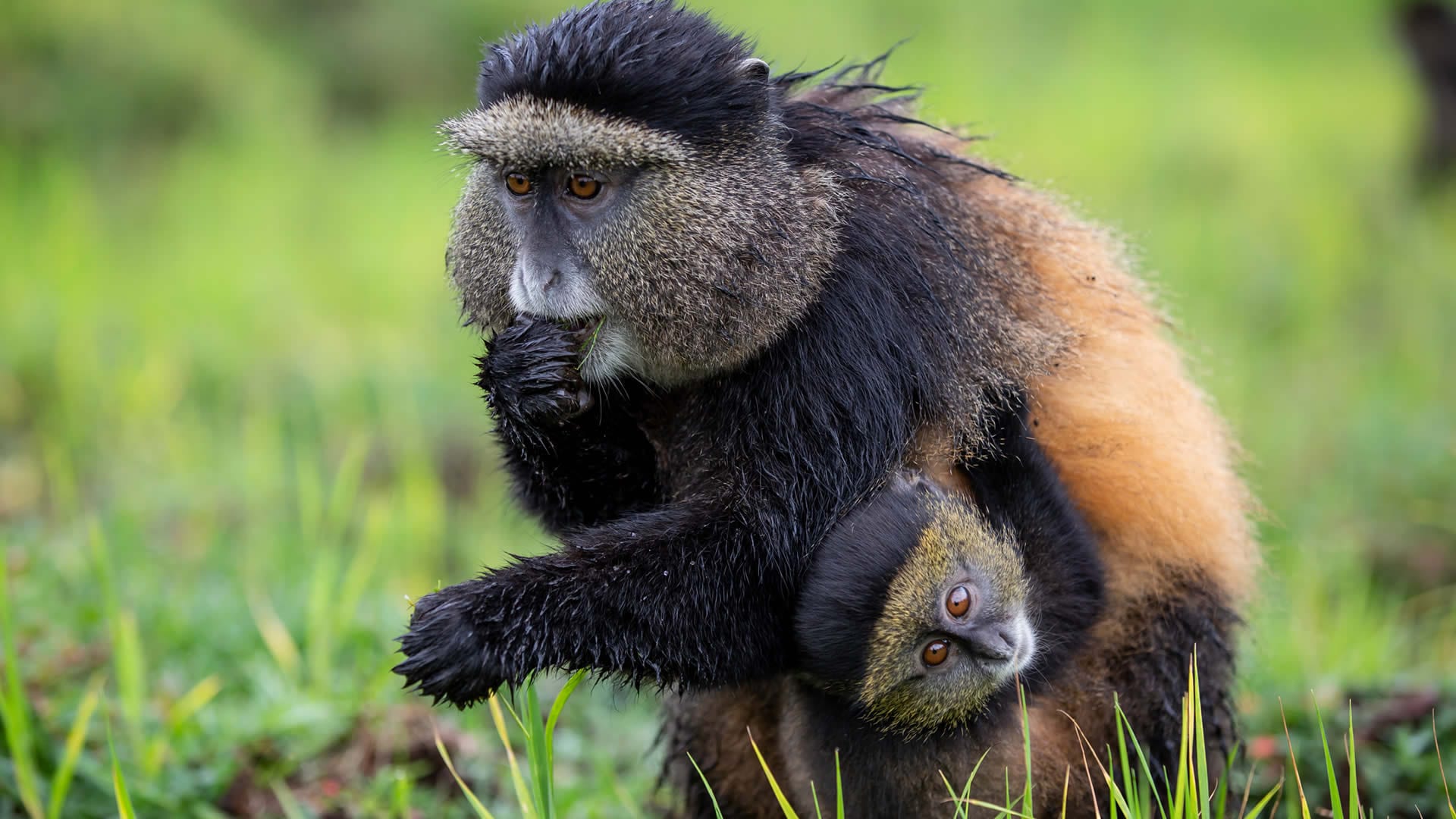 4 Days Rwanda Primates Tour