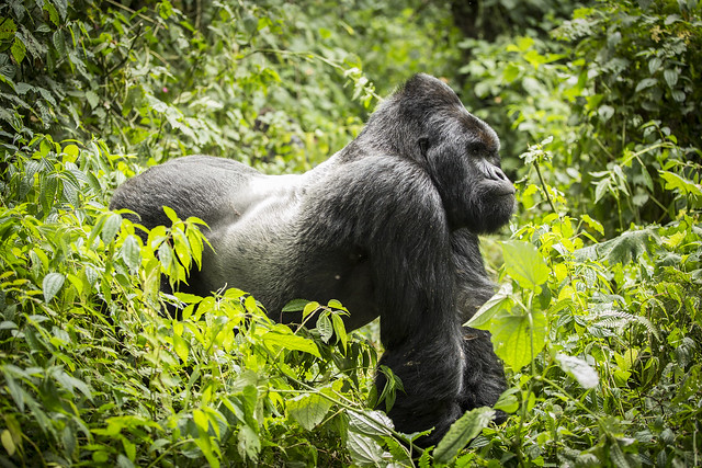 6 Days Great Ape with Nyiragongo Safari