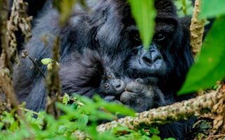 6 Days Rwanda Gorilla Holiday