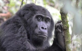 7 Days Uganda Rwanda Primates & Wildlife Safari
