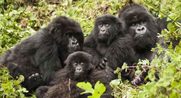 7 Days of Best of Rwanda safari