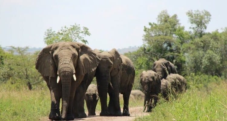 14 Days Rwanda Classic Safari