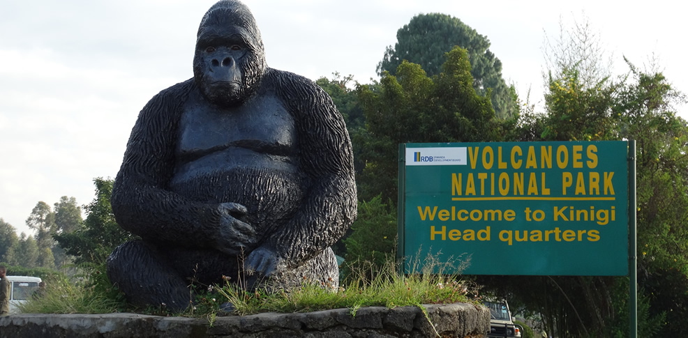 Is Gorilla Trekking in Rwanda Safe