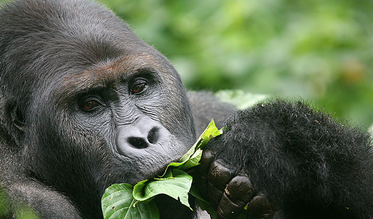 3 Days Congo Gorilla Trekking Safari (Kahuzi-Biega National Park)