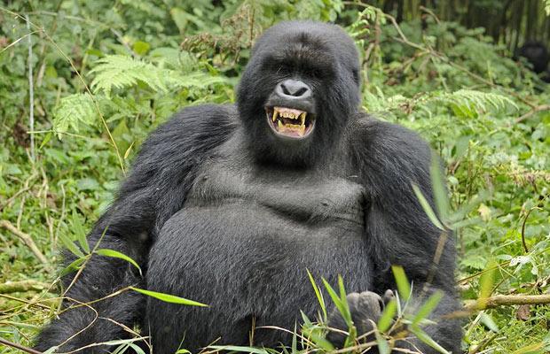 2 Days Gorilla Trekking Safari in Rwanda