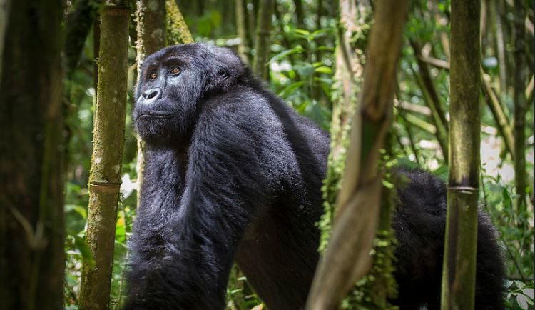 Eastern Lowland Gorilla Trekking in Congo