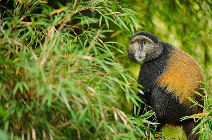 mgahinga golden monkey 
