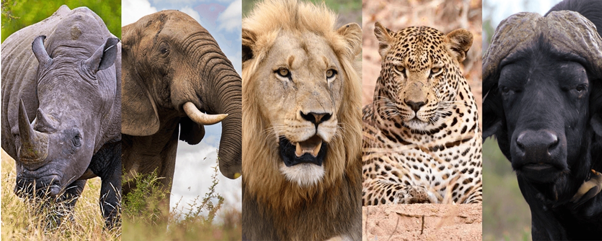 Big 5 Animals in Uganda