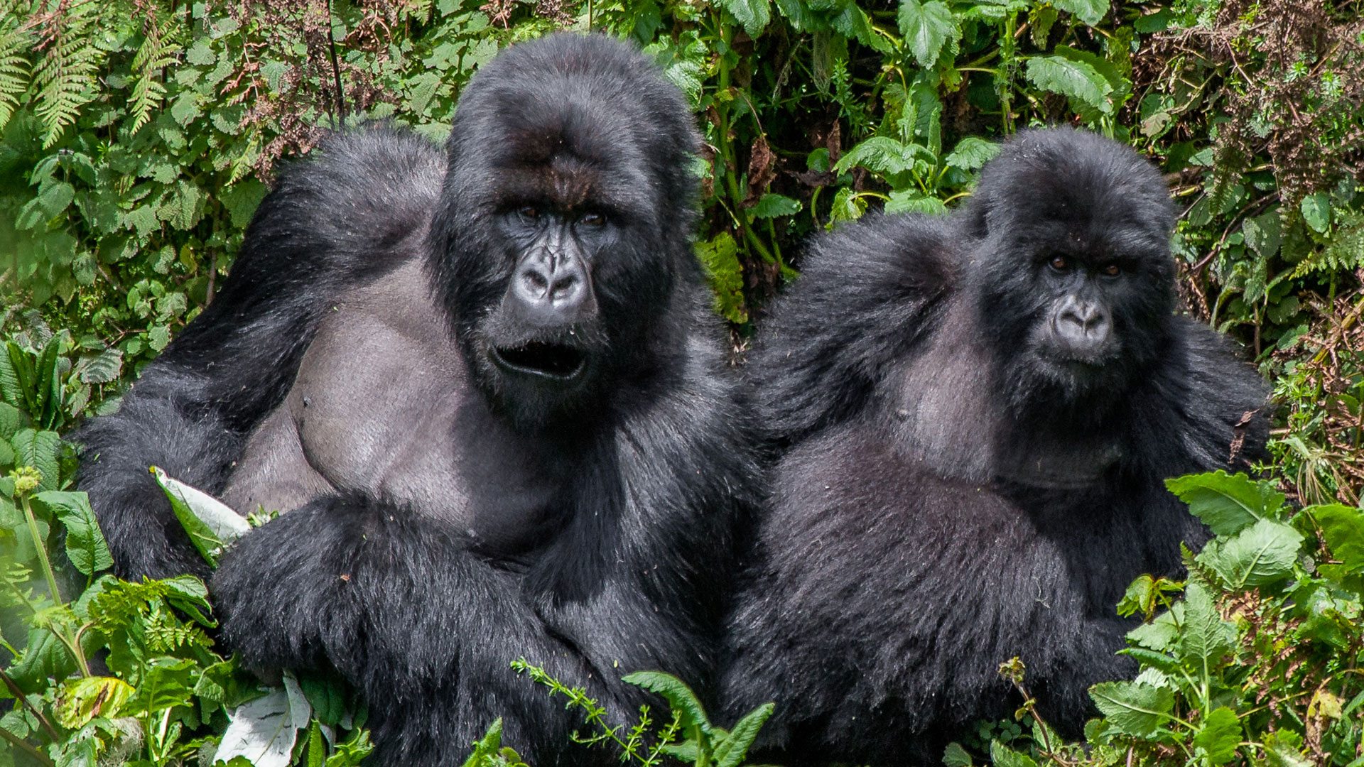 Tracking Gorillas In Uganda On A Budget