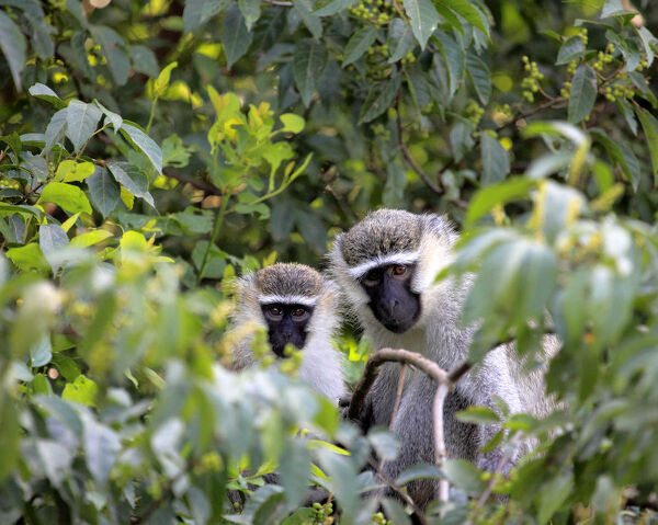 Primate Tracking in Uganda