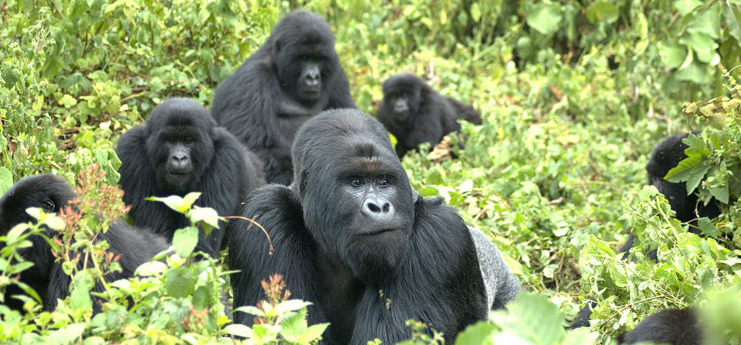 Gorilla Trekking Vs Chimpanzee Trekking in Rwanda