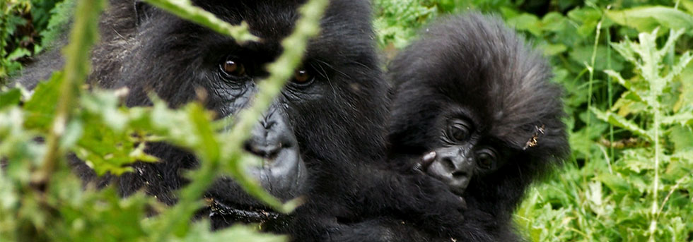 How Do Mountain Gorillas Adapt to the Environment?