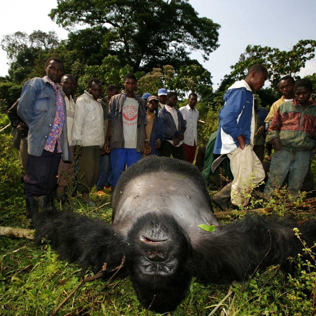 Why Are Gorillas Poached