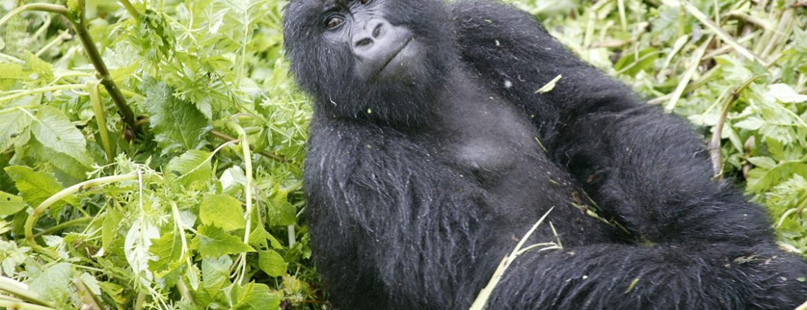 Reasons to take part in Gorilla Trekking in Rwanda 2022