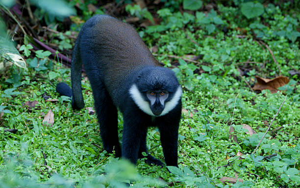 2022 Primate Tracking Tours in Rwanda