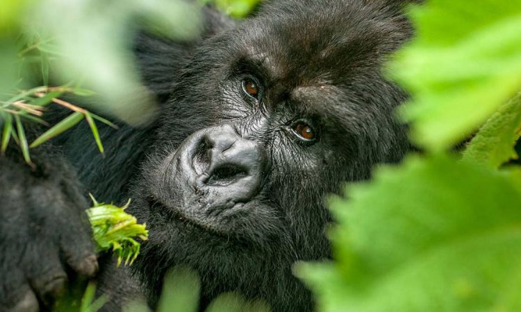 Gorilla Trekking Uganda From Kigali