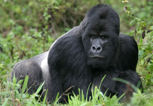 Can I Book for A Gorilla Trekking Permit In Rwanda A Day Before Tracking?
