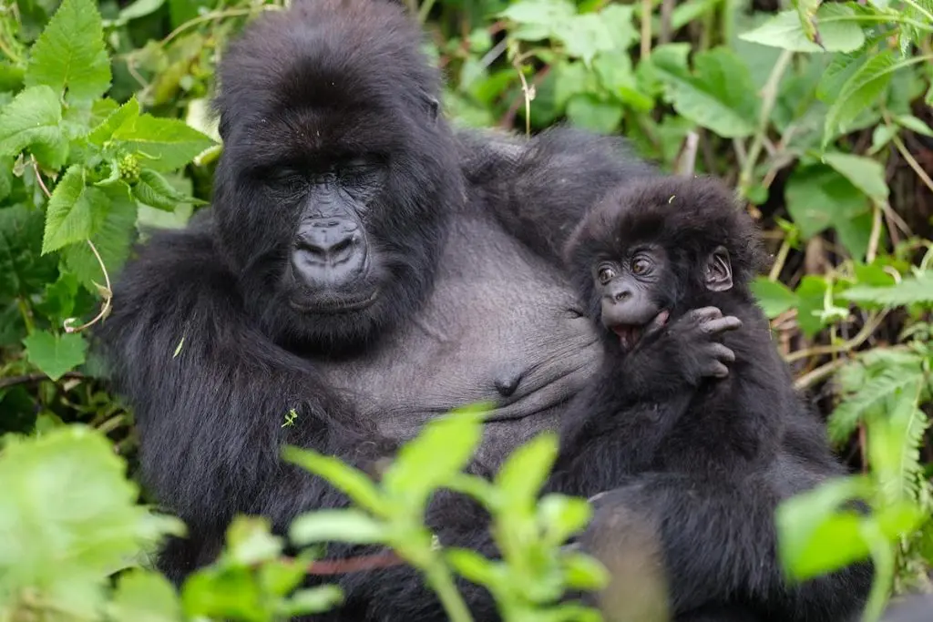 Gorilla trekking permit