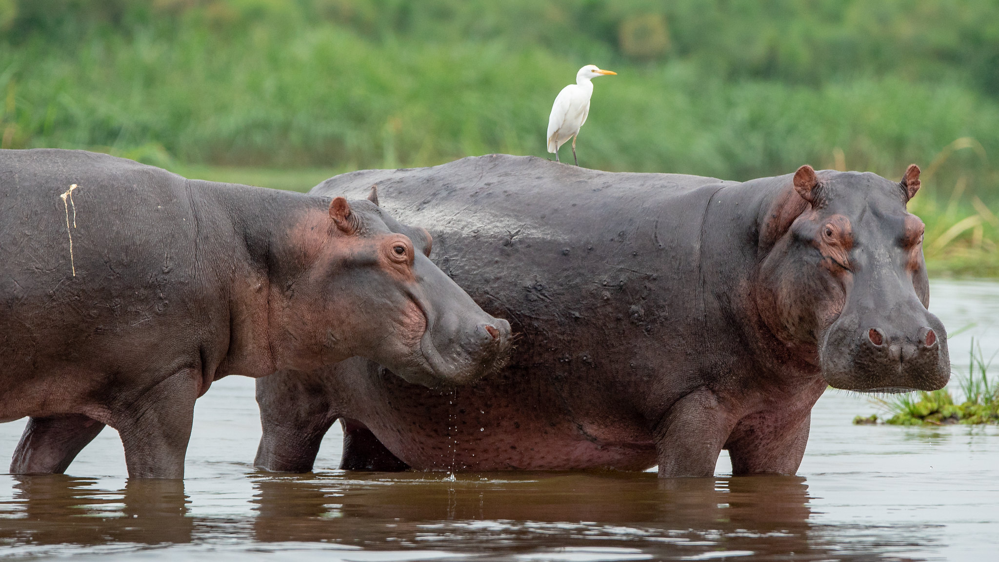 uganda safaris