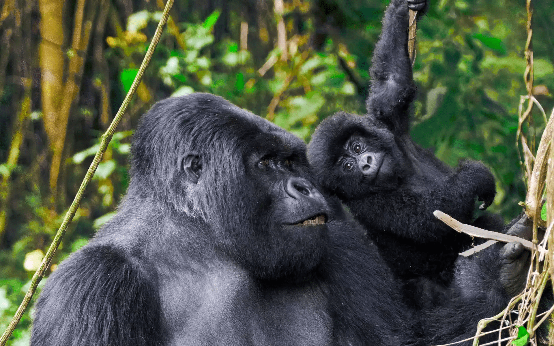 Combining Gorilla trekking and Golden Monkey trekking in Rwanda