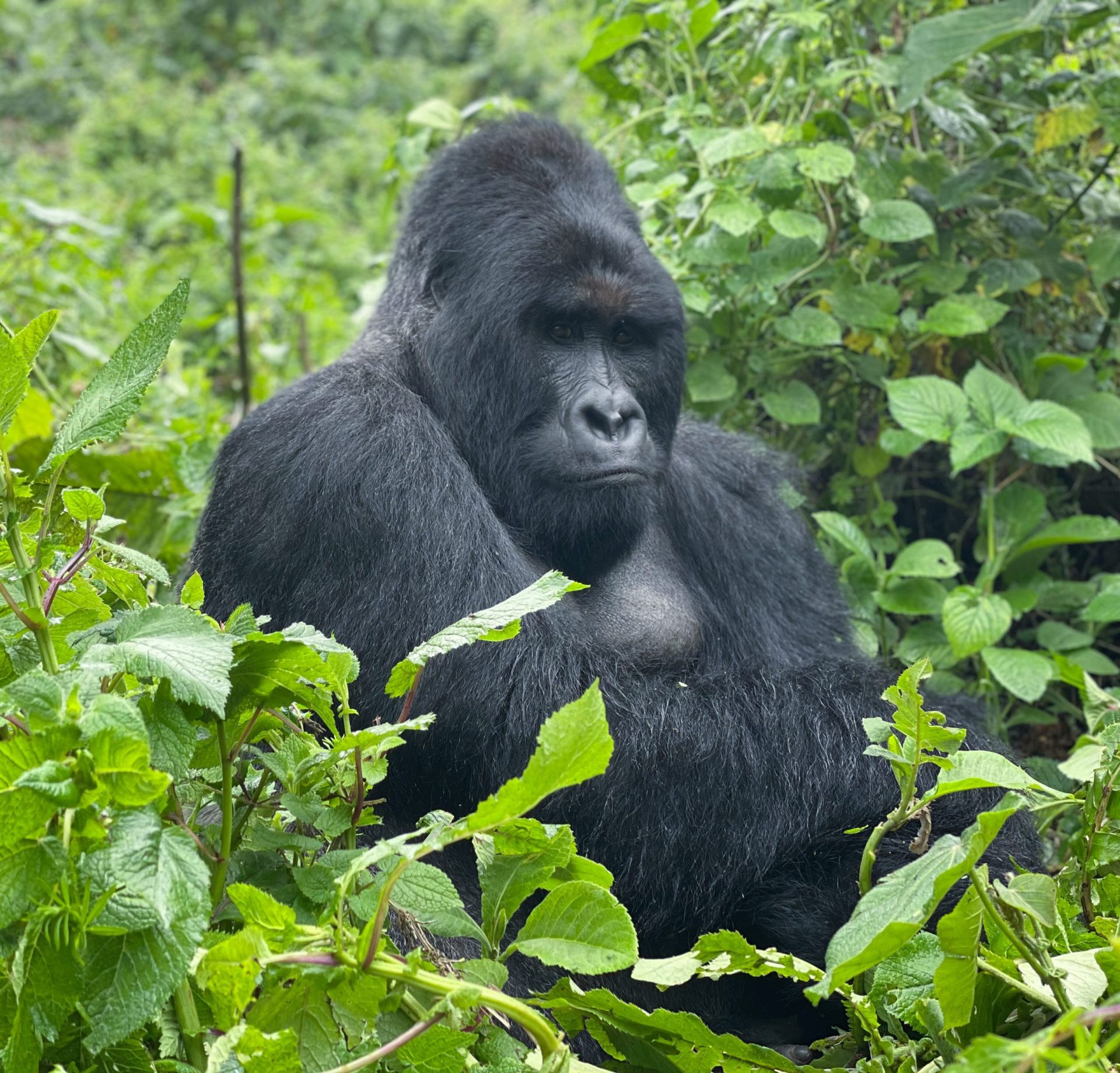 Reasons for Gorilla Trekking in Uganda 2022 