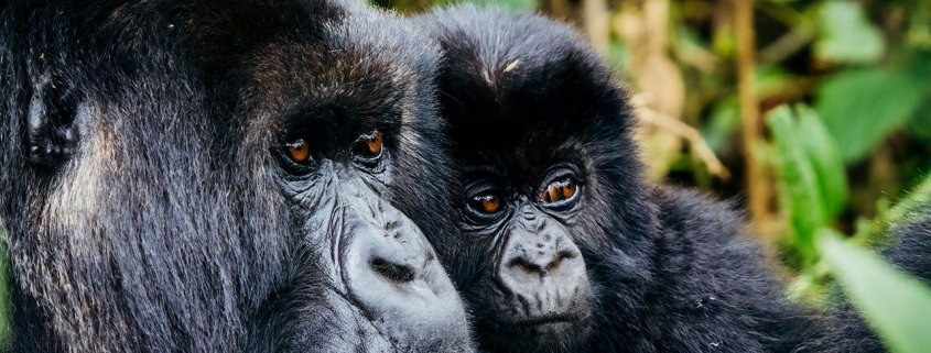 Mountain gorilla trekking Myths